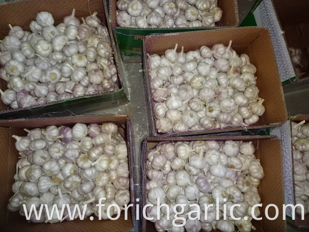 Loose Packing Fresh New Garlic